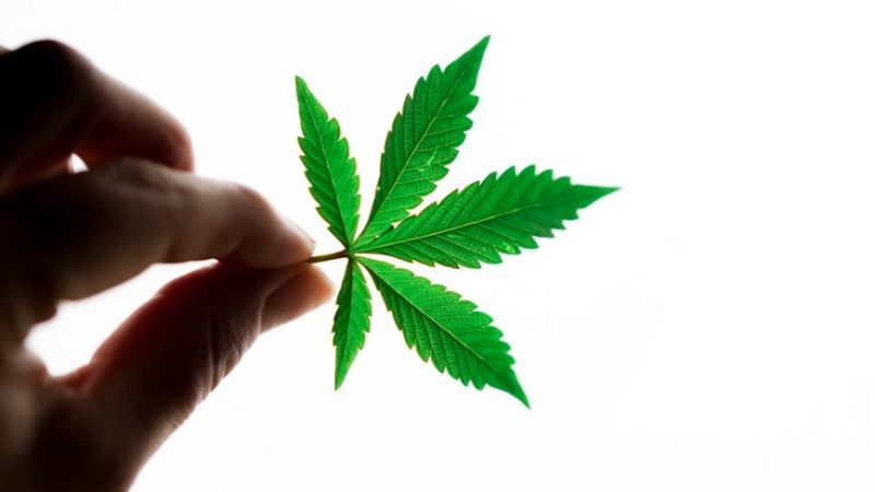 Buy weed in Montpellier