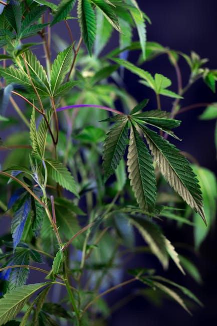 Weed delivery in Romania