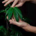 Cannabis store in Krakow image_208.jpg