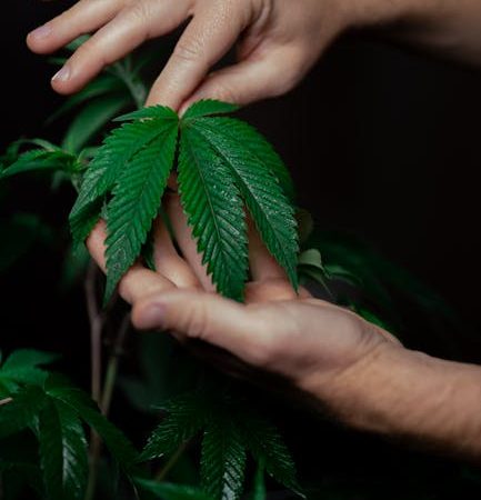 Cannabis store in Krakow
