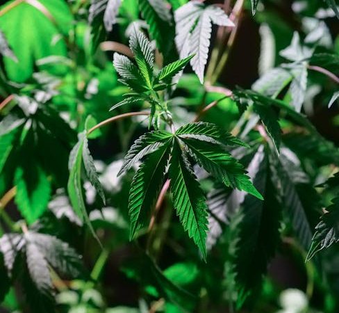 Buy cannabis in Nantes
