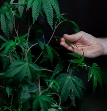 Marijuana store in San Marino