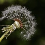 Buy hashish in Ljubljana image_236.jpg