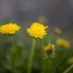 Buy the weed in Leipzig image_240.jpg