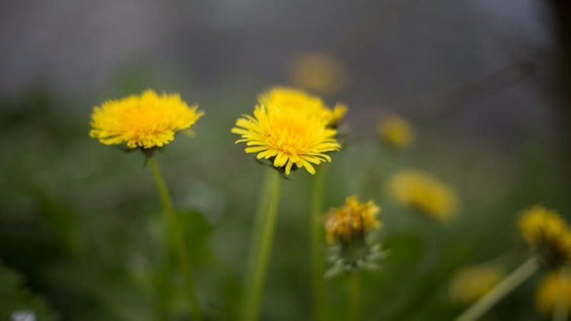 Buy the weed in Leipzig