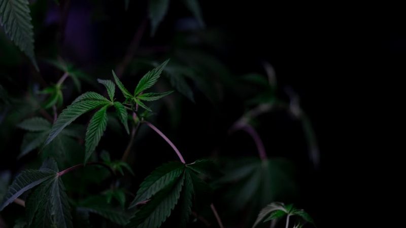 Cannabis shop in Aarhus