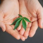 Buy hashish in Venezia image_260.jpg