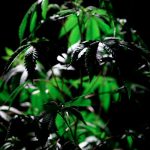 Cannabis store in Belfast image_265.jpg