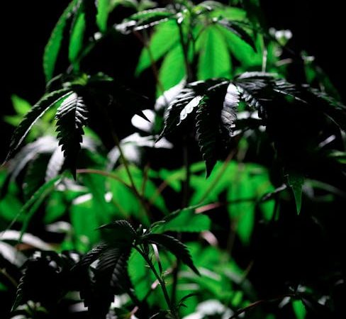 Cannabis store in Belfast
