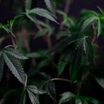 Weed shop in Salzburg image_306.jpg