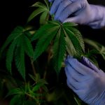 Buy cannabis in Crete image_309.jpg