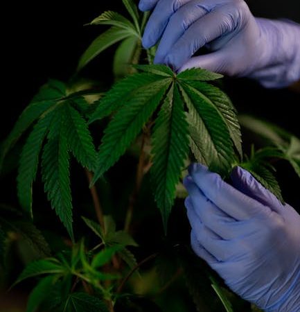 Buy cannabis in Crete