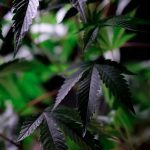 Weed store in Cambridge image_316.jpg