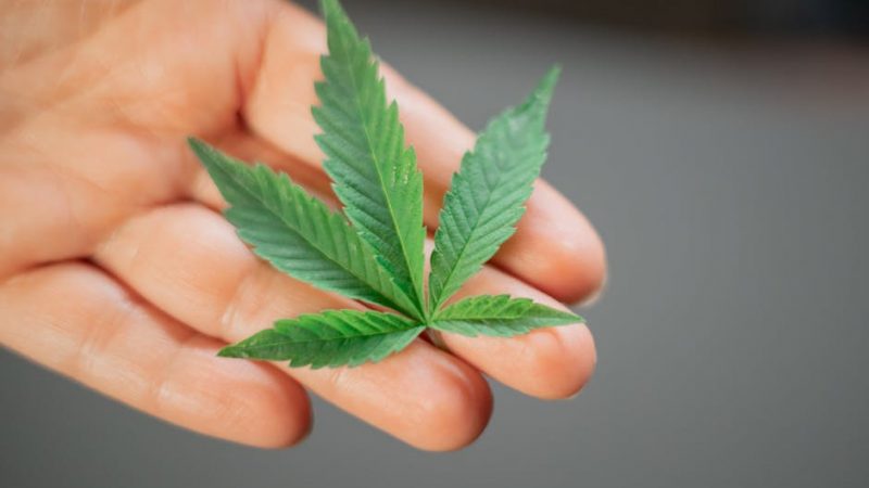 Buy THC vape in Sheffield