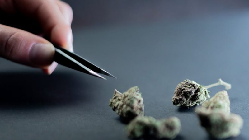 Buy the weed in Romania