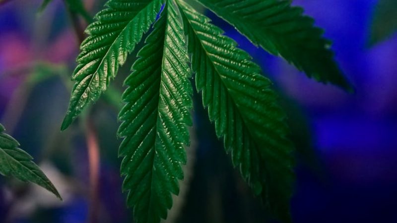 Marijuana shop in Bydgoszcz