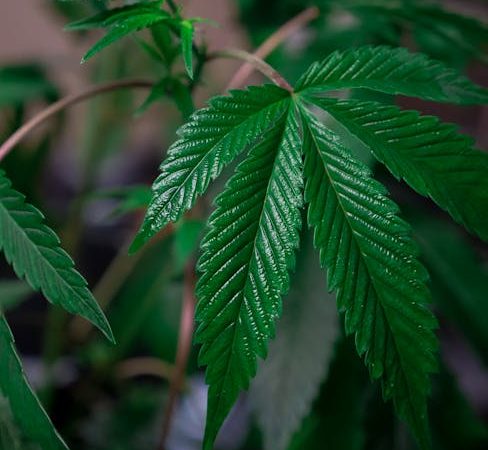 Buy THC cannabis in Brno