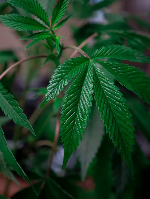 Buy THC cannabis in Brno