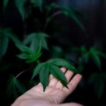 Cannabis delivery in Augsburg image_446.jpg