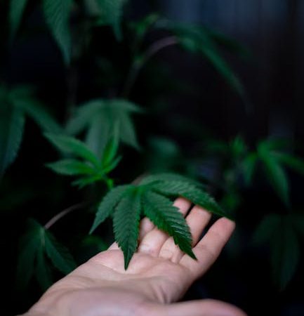 Cannabis delivery in Augsburg