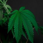 THC vapes delivery in Andorra image_452.jpg