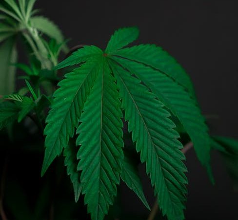 THC vapes delivery in Andorra