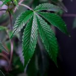 420 store in Liverpool image_453.jpg