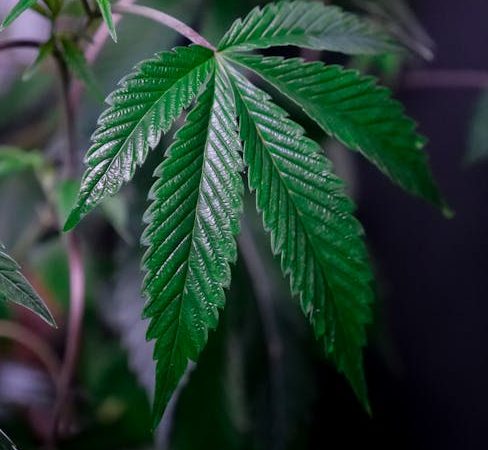 420 store in Liverpool