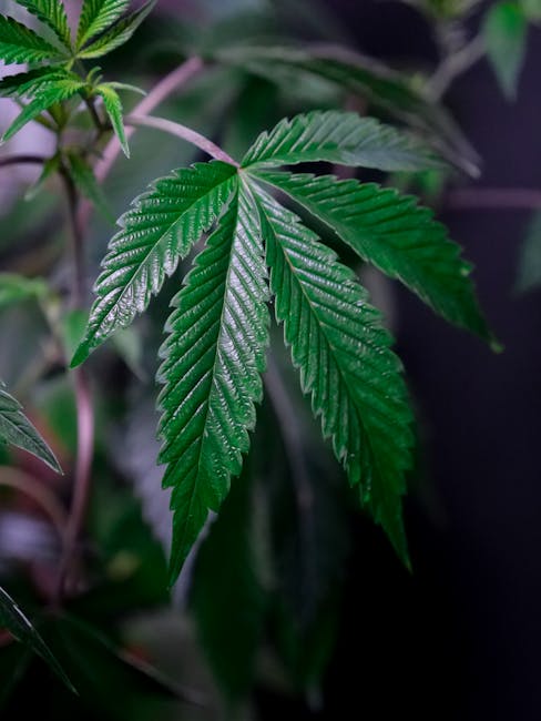 420 store in Liverpool