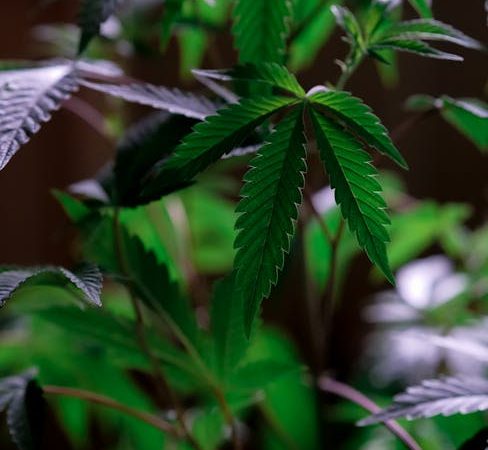 Marijuana delivery in Mannheim