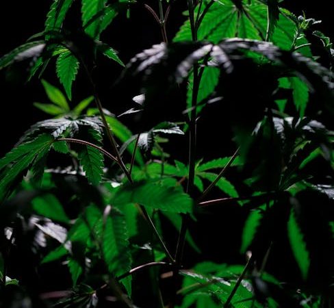 Buy cannabis in Bochum