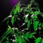 Buy hashish in Toulouse image_460.jpg