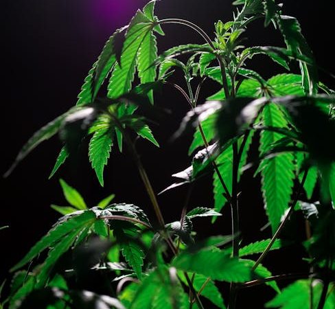 Buy hashish in Toulouse