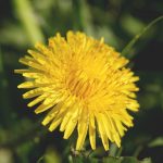 Buy weed in Hungary image_510.jpg