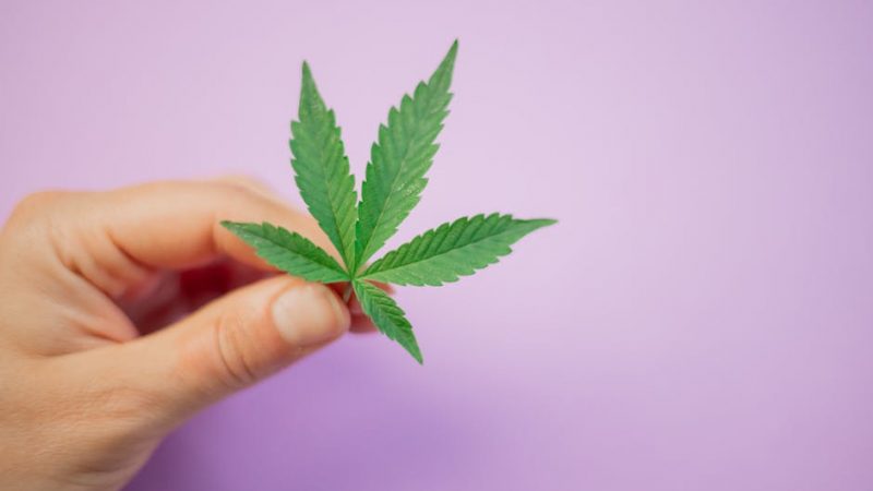 Weed delivery in Bucharest
