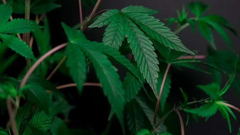 Cannabis shop in Slovakia