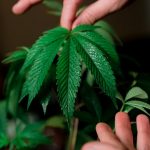 THC weed in San Marino image_526.jpg