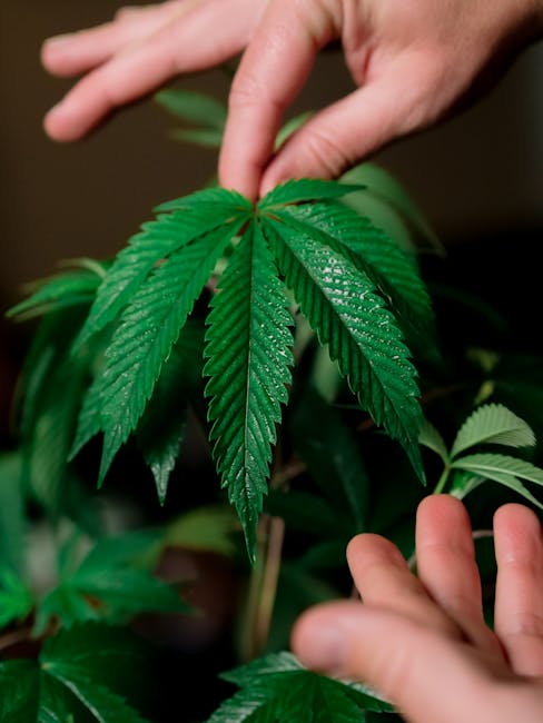 THC weed in San Marino