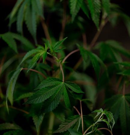Buy weed in Munich