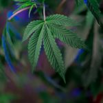 Cannabis shop in Bulgaria image_563.jpg