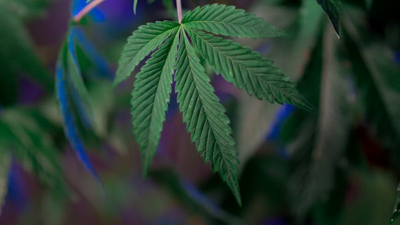 Cannabis shop in Bulgaria