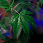 Cannabis store in Monte Carlo image_566.jpg