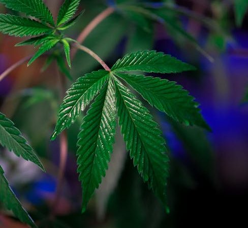 Cannabis store in Monte Carlo