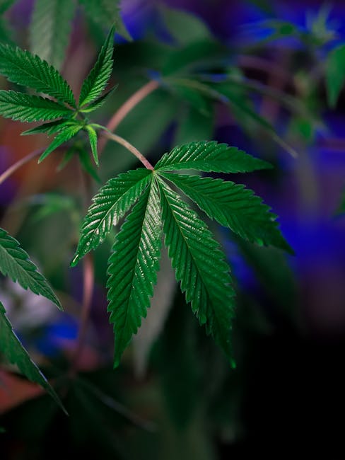 Cannabis store in Monte Carlo