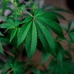 Buy THC marijuana in Rotterdam image_568.jpg