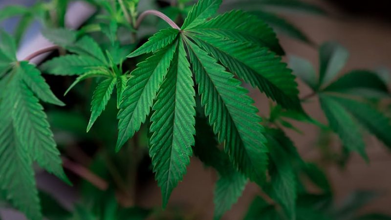 Buy THC marijuana in Rotterdam
