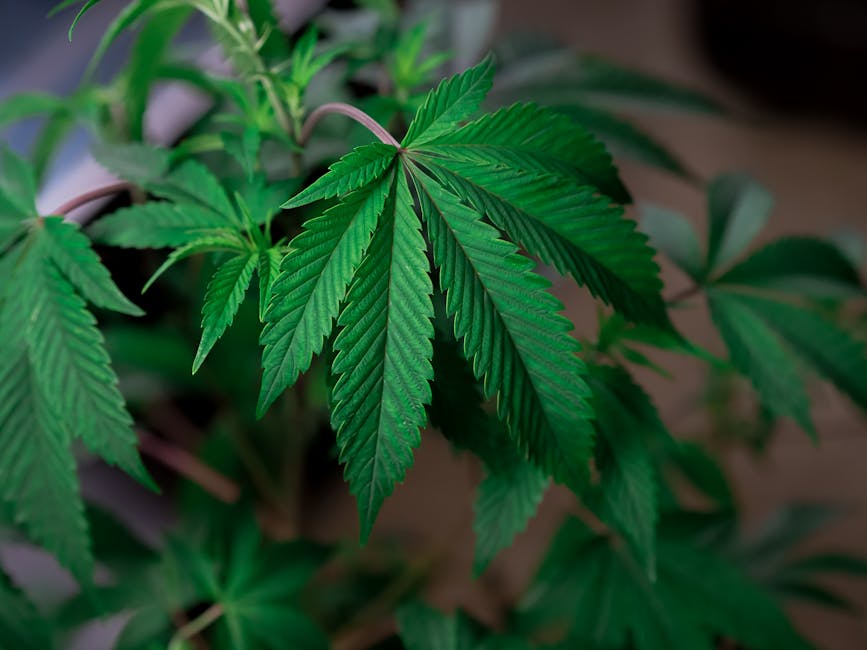 Buy THC marijuana in Rotterdam