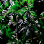 Weed shop in Karlovy Vary image_569.jpg