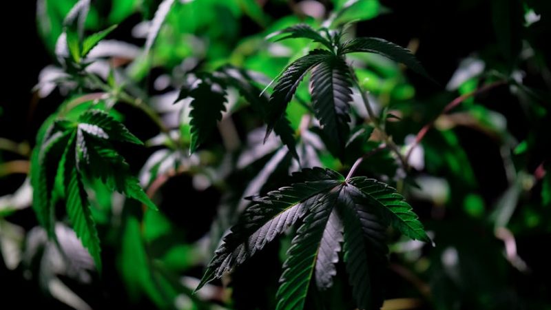 Weed shop in Karlovy Vary