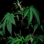 Weed delivery in Cardiff image_570.jpg